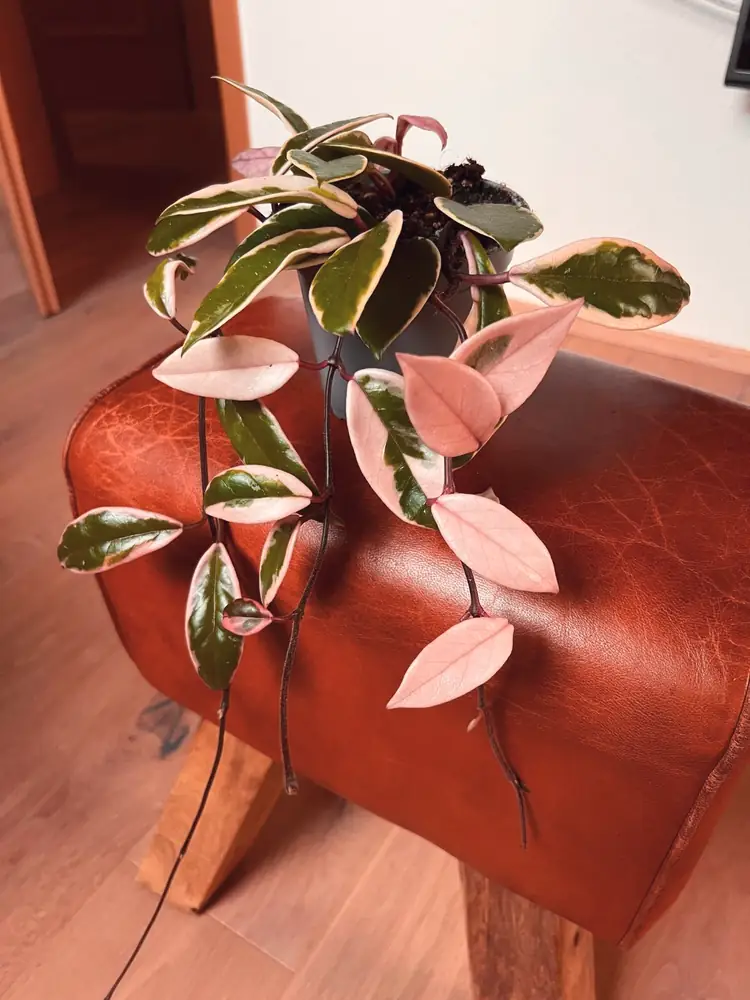 Hoya mit rosa und weiss gezeichneten Blättern