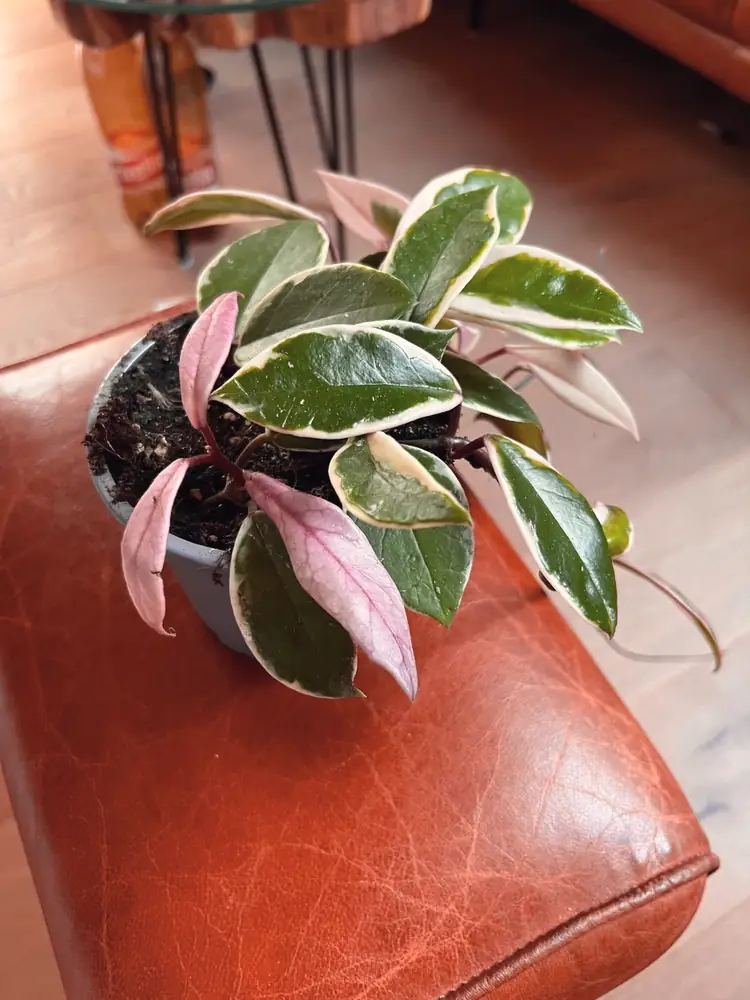 Hoya mit rosa und weiss gezeichneten Blättern von oben