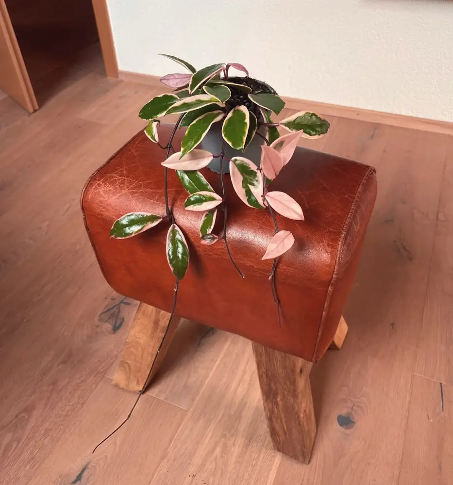 Hoya auf einem Lederhocker
