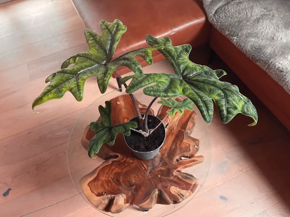 Alocasia mit grossen gezackten Blättern