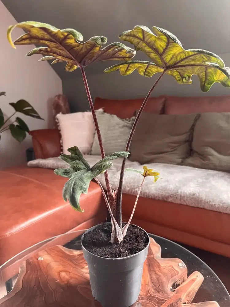 Alocasia mit gelb-grünen Blättern