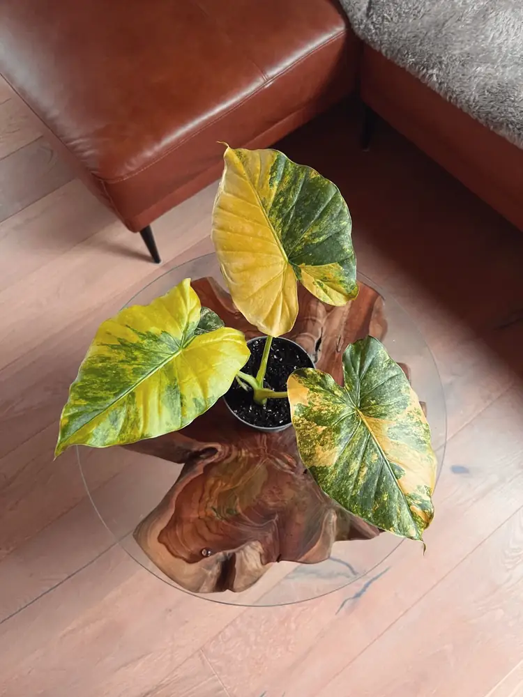 Alocasia mit gelb-grünen Blättern