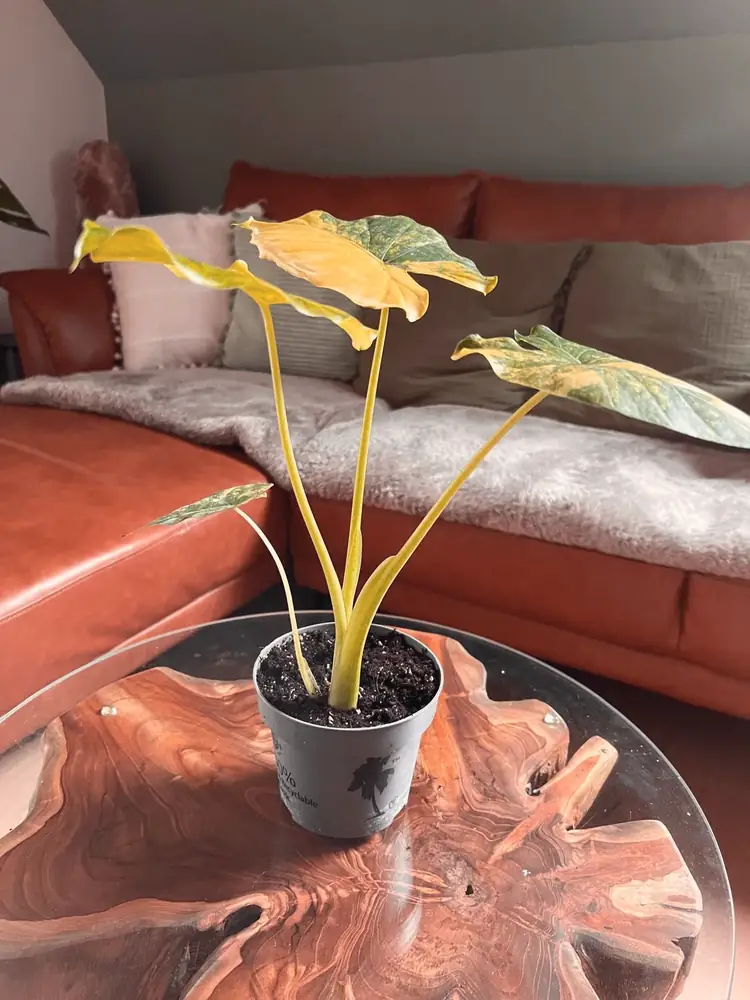 Alocasia mit gelb-grünen Blättern im grauen Topf