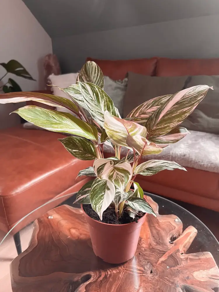 Zimmerpflanze mit weiss-rosa-grünen Blättern