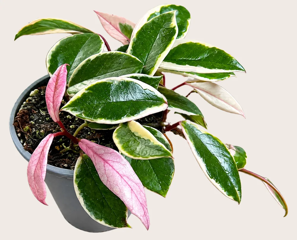 Hoya mit weiss-grün-rosa Blättern im Topf